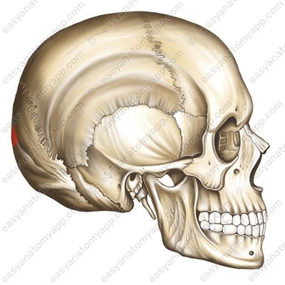 External occipital protuberance (protuberantia occipitalis externa)